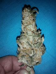 Chronic