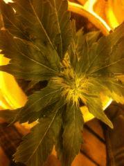 Chronic!!
