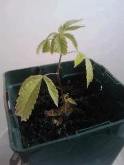 bouture Chronic