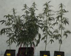Sativa locale (génétique 15ans sans croisement extérieur)