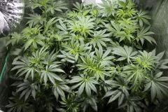 FLO+6(6)