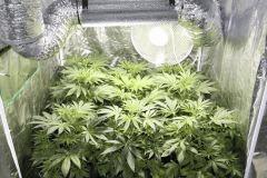 FLO+2(9)