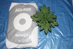 CRO+23(2)