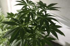 FLO+2(1)