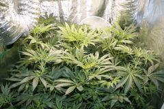 FLO+10(8)