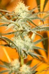 JDC#1 SuperSkunk