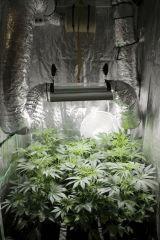 FLO+6(8)