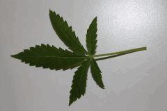 FLO+2(6)