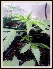 Chronic