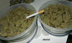 3 amnesia