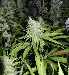 8 chem sister