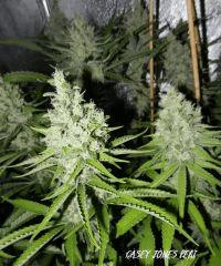 9 casey jones peri