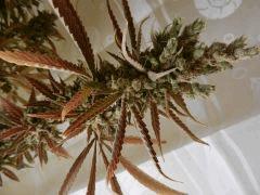 4 amnesia
