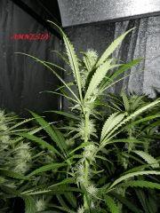 4 amnesia