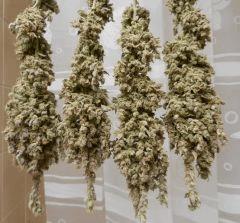 0 casey jones peri