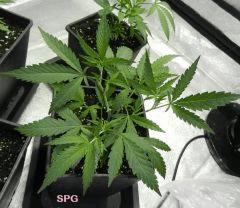 2 spg