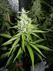 10 casey jones
