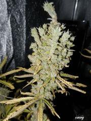 1 casey jones