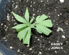 4 casey