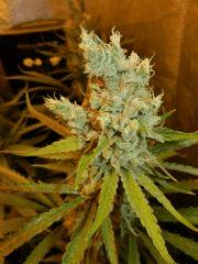 3 amnesia
