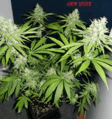 7 chem sister