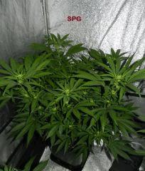 2 spégé