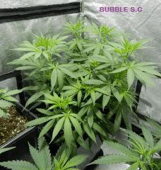 3bubble