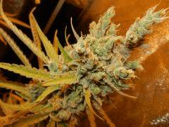 7 amnesia