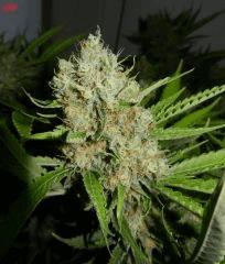 5 c99