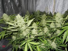 3 c99 f+36
