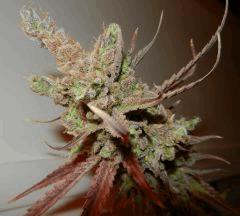 6 amnesia