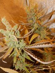 6 amnesia