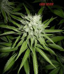 8 chem sister
