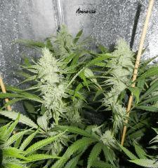 6 amnesia