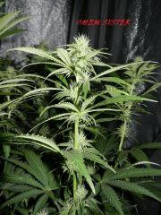 5 chem sister
