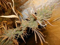 2 amnesia