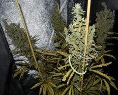 2 casey jones