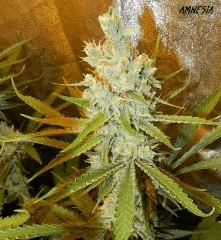 4 a1