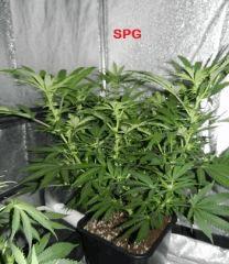 3 spg