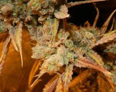 4 amnesia