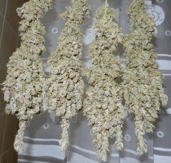 2 casey jones peri