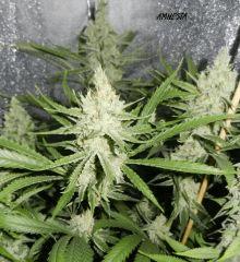 10 amnesia