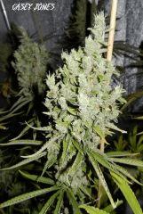 1 casey jones