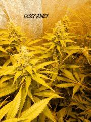 7 casey jones peri cut