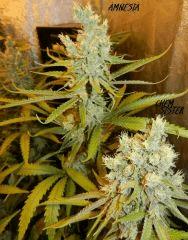 3 amnesia n' chem sister