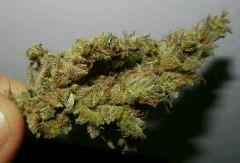 5 amnesia