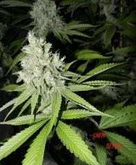 8 chem sister