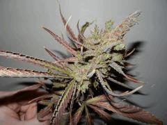 5 amnesia