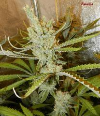 2 amnesia
