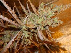 3 amnesia